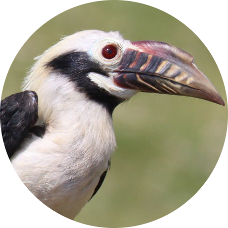 Visayan Hornbill