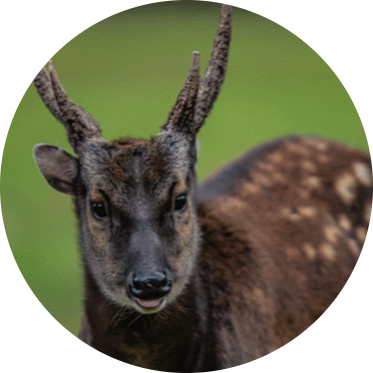 Visayan Spotted Deer