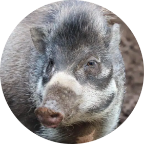 Visayan Warty Pig