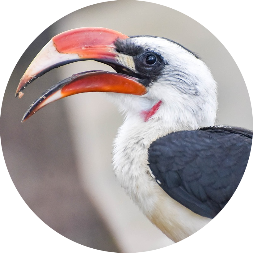 Von der Decken’s Hornbill