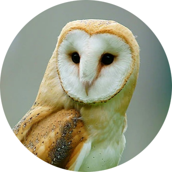 Western Barn Owl