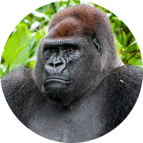 Western Gorilla