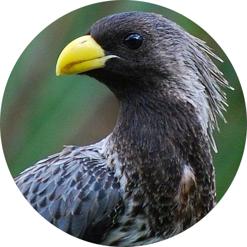 Western Plantain-eater