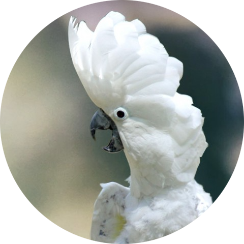 White Cockatoo