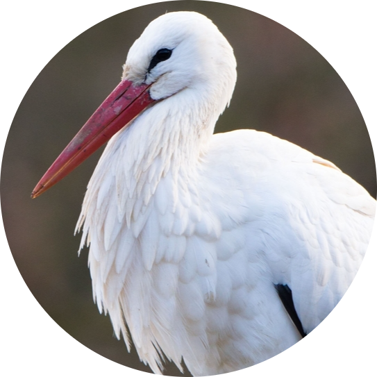 White Stork