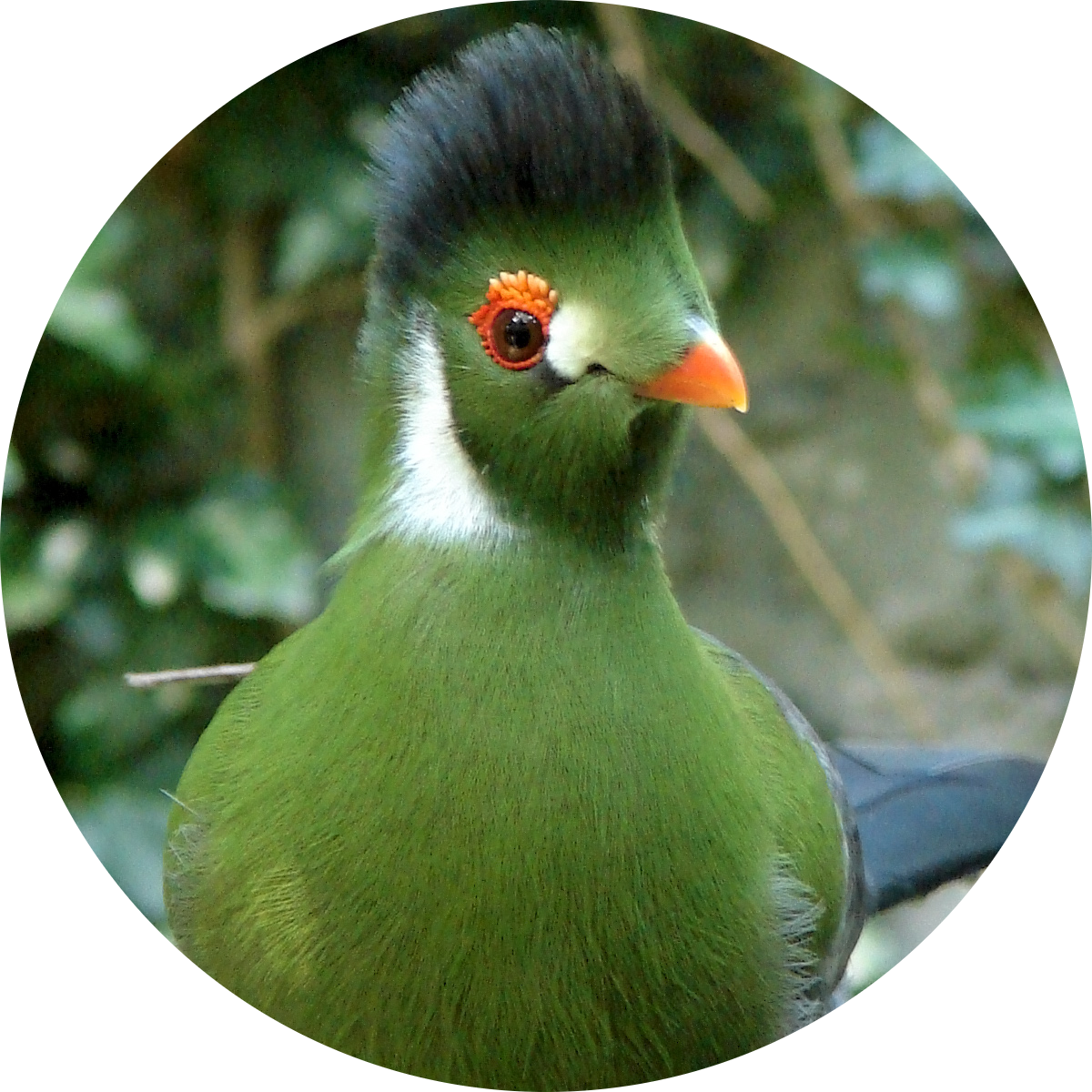 White-cheeked Turaco