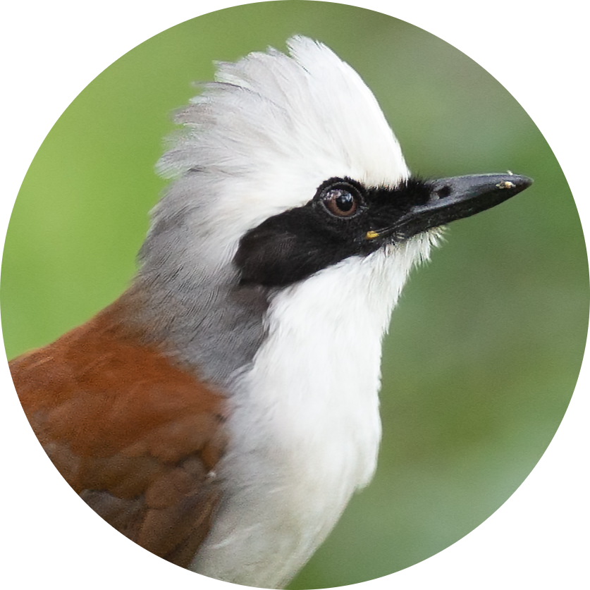 White-crested Laughingthrush