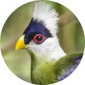 White-crested Turaco
