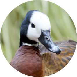 White-faced Whistling Duck