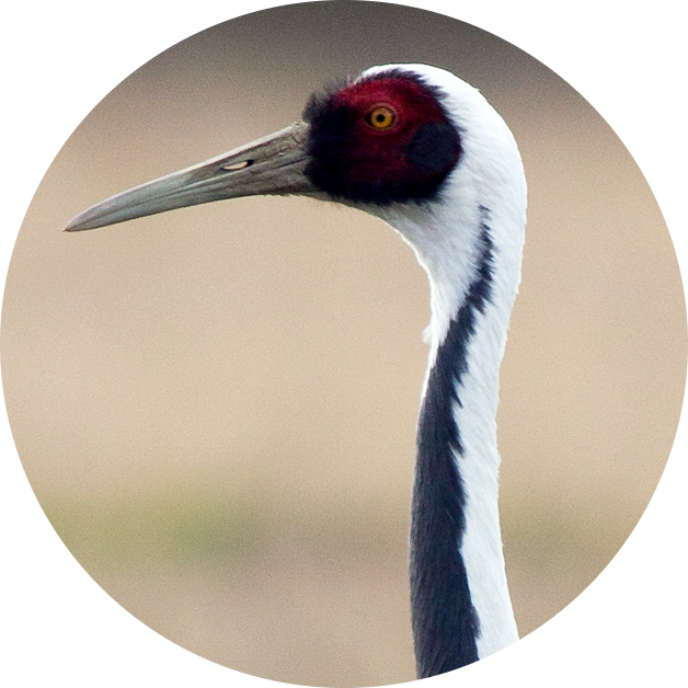 White-naped Crane