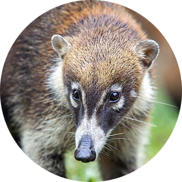White-nosed Coati