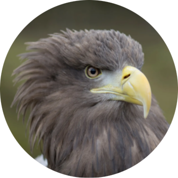White-tailed Eagle