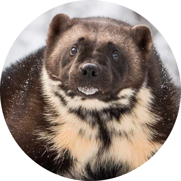 Wolverine