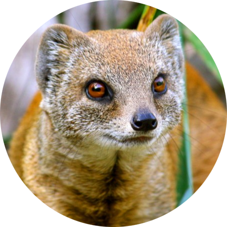 Yellow Mongoose