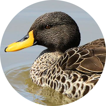 Yellow-billed Duck