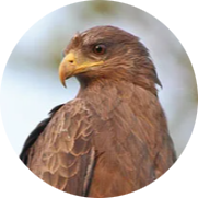 Yellow-billed Kite
