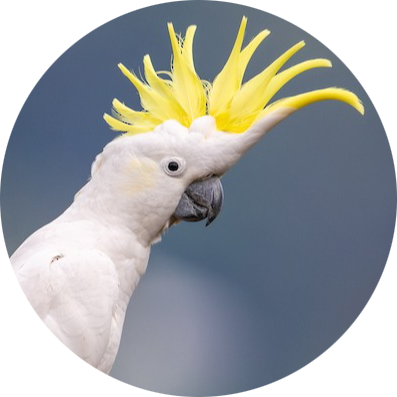 Yellow-crested Cockatoo
