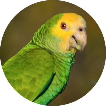 Yellow-shouldered Amazon