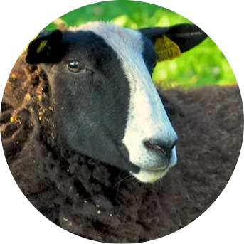 Zwartbles Sheep