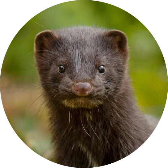 American Mink