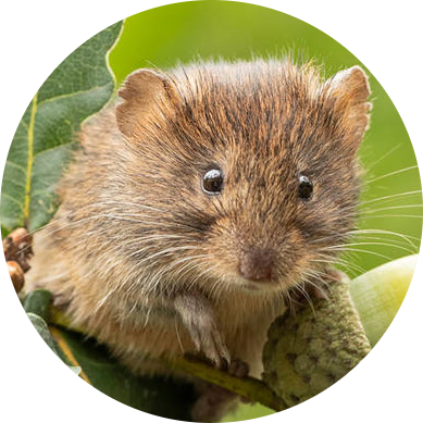 Bank Vole