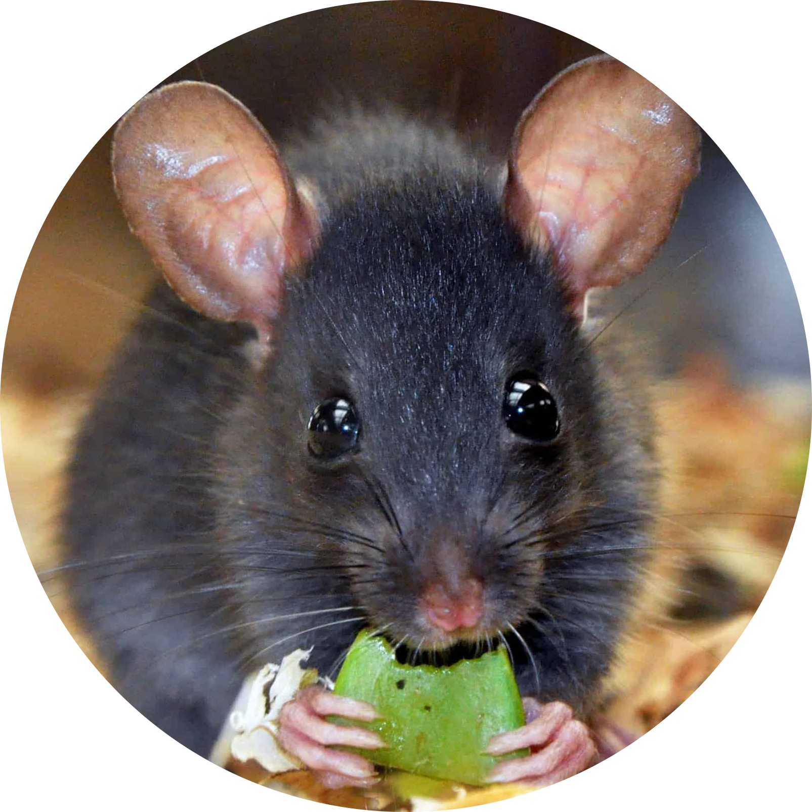 Black Rat