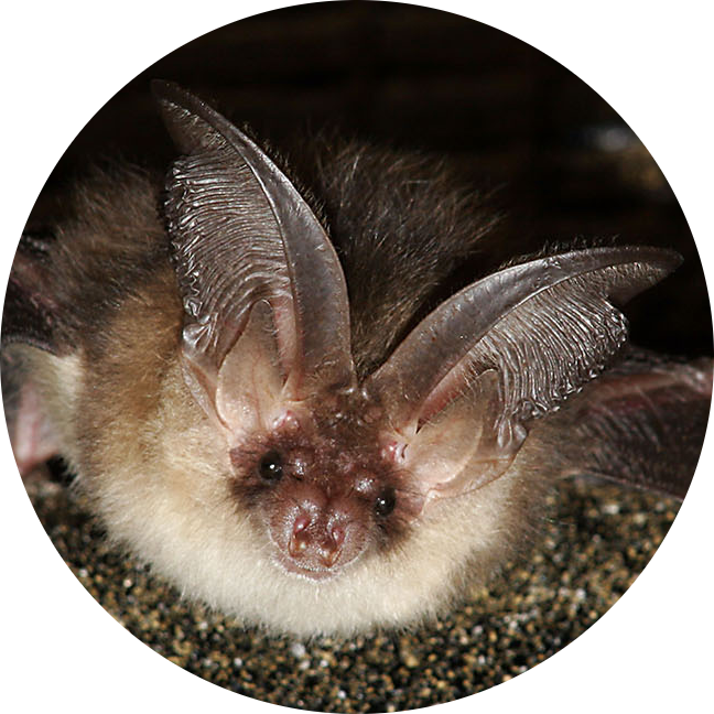 Brown Long-eared Bat