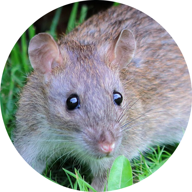 Brown Rat