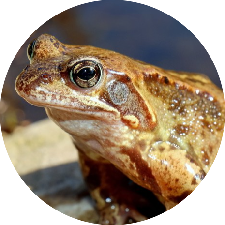 Common Frog