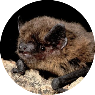 Common Pipistrelle