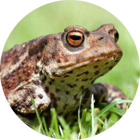Common Toad