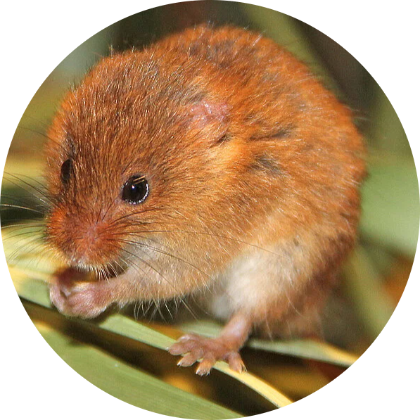 Eurasian Harvest Mouse