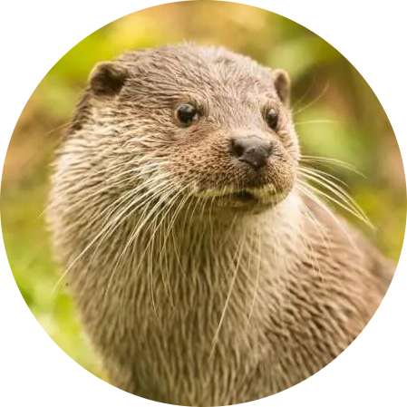 Eurasian Otter