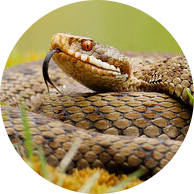 European Adder