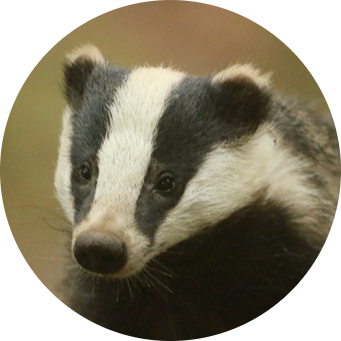 European Badger