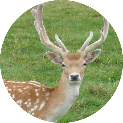 European Fallow Deer