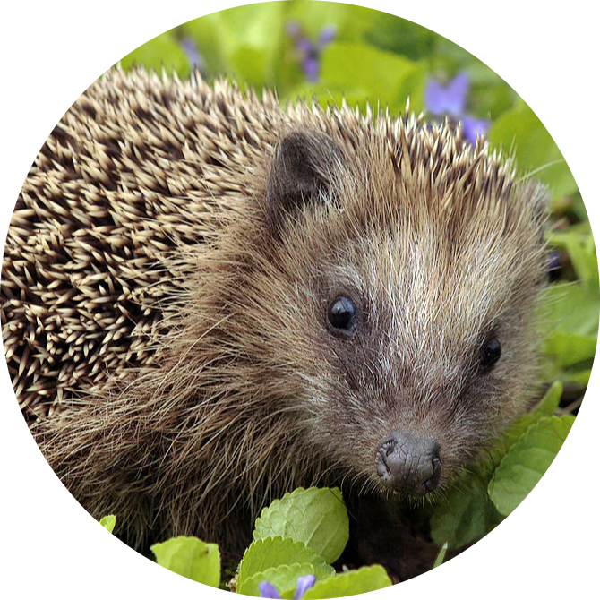 European Hedgehog