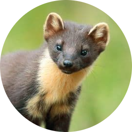 European Pine Marten