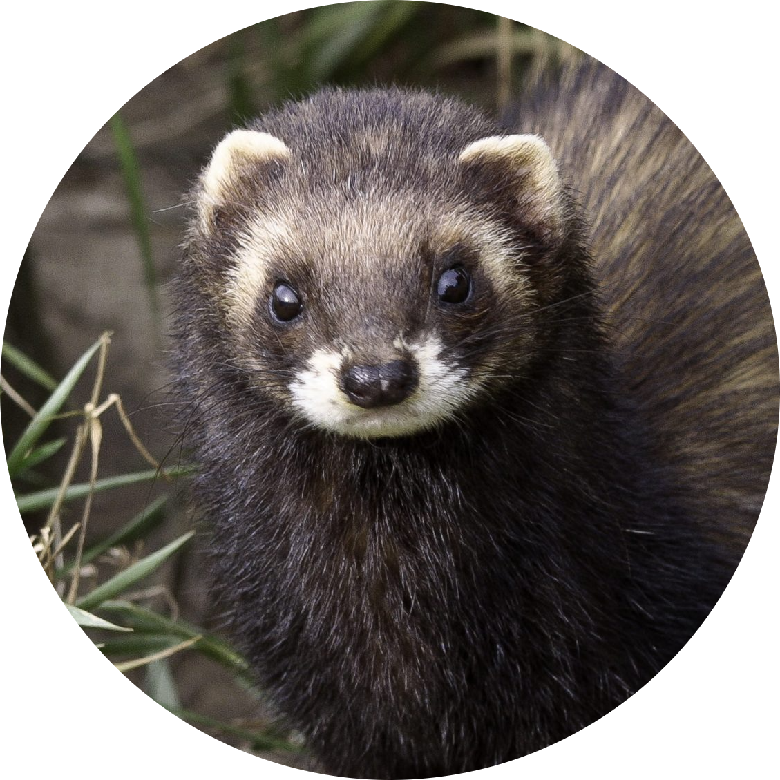 European Polecat