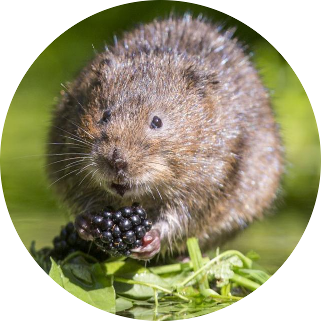 European Water Vole