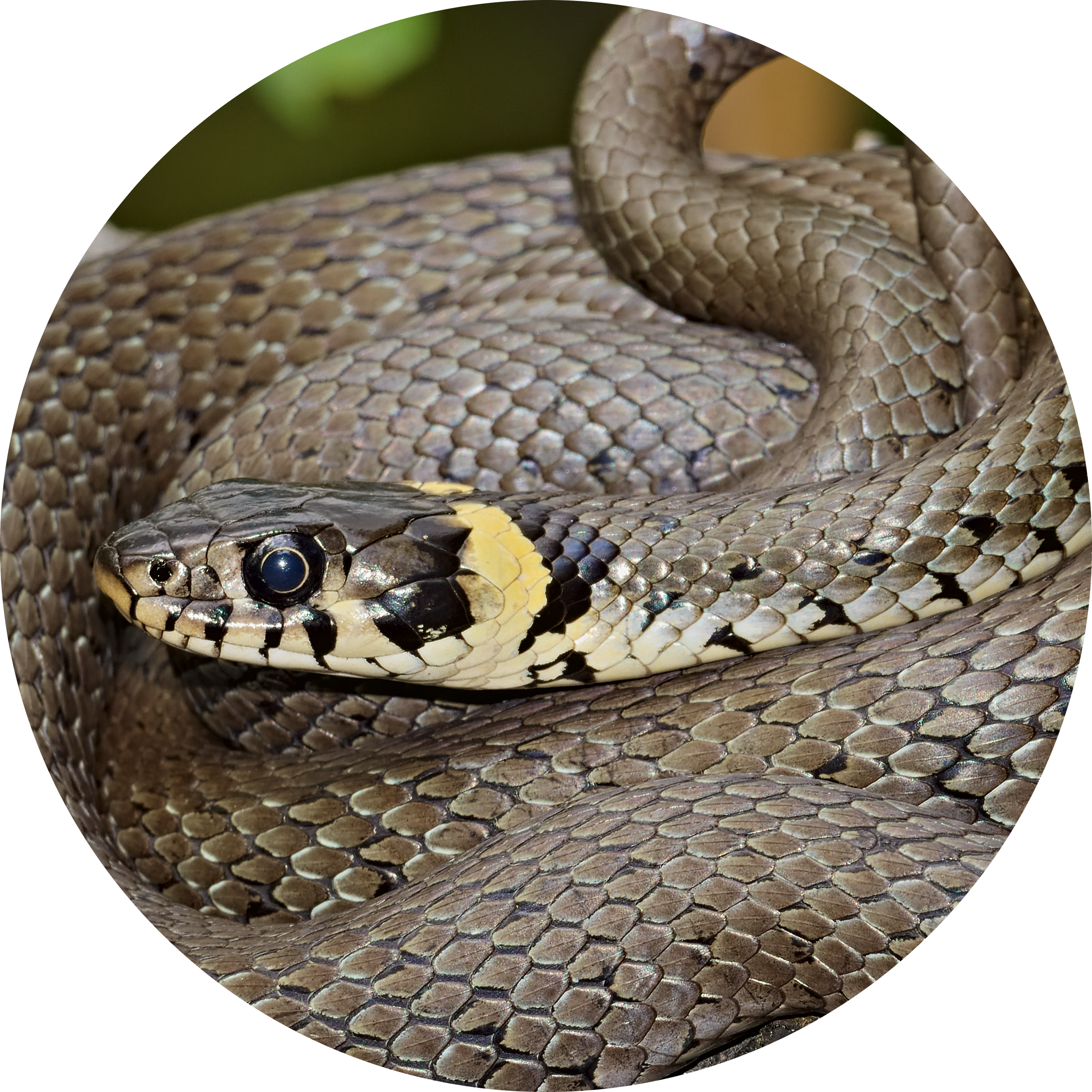 Grass Snake