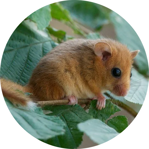 Hazel Dormouse