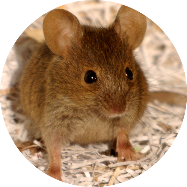 House Mouse