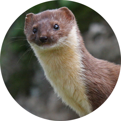 Least Weasel