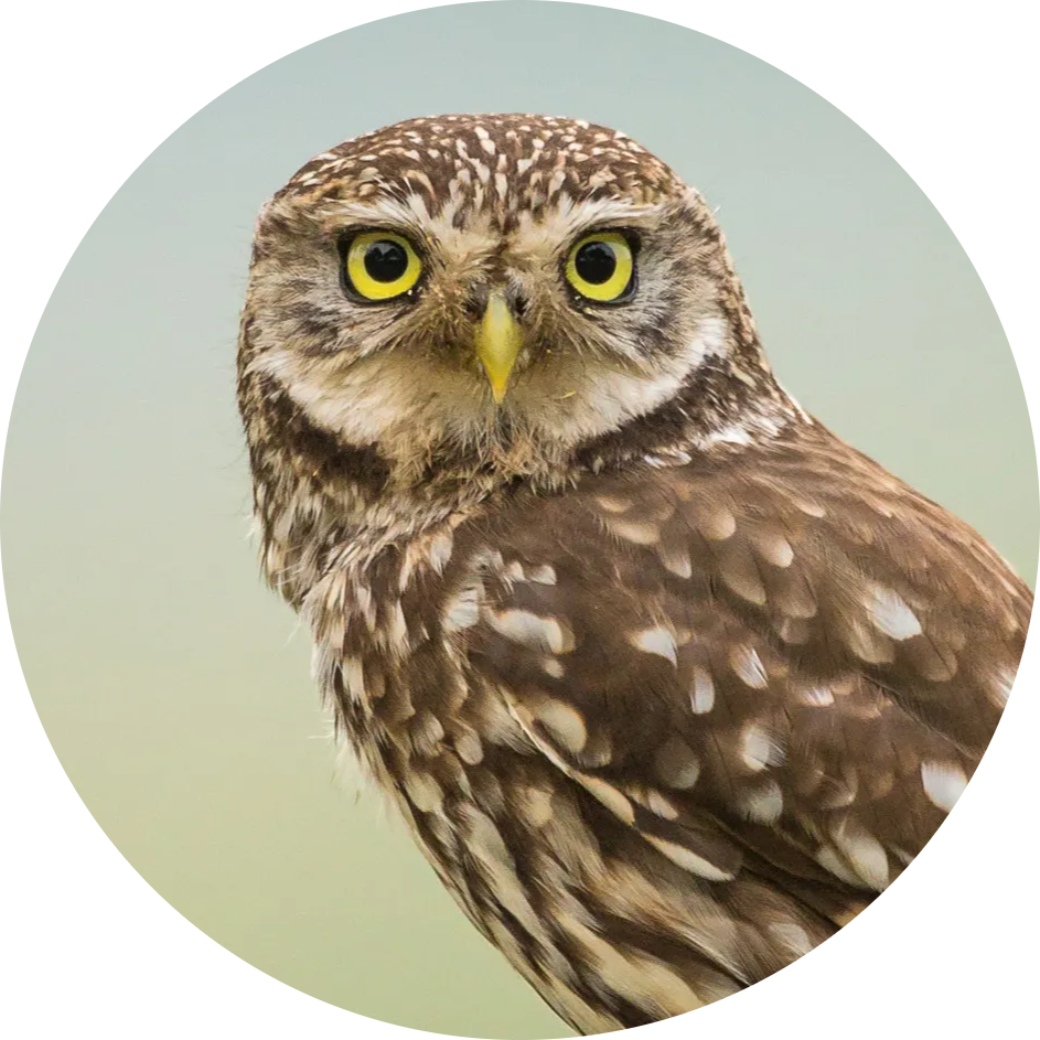 Little Owl