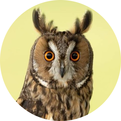 Long-eared Owl
