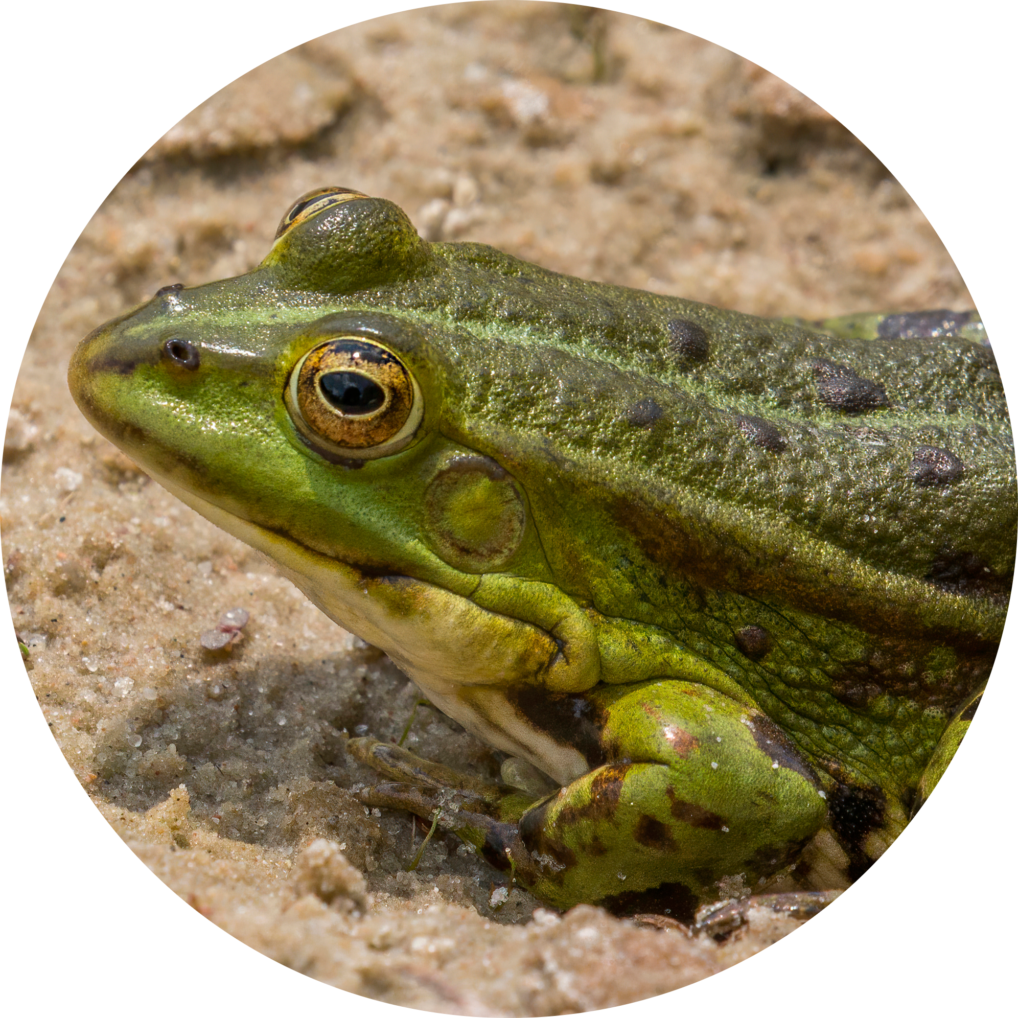 Marsh Frog