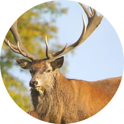 Red Deer