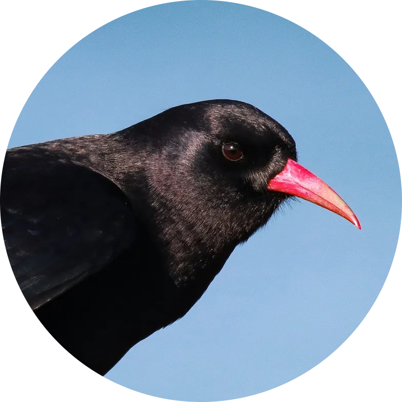 Red-billed Chough