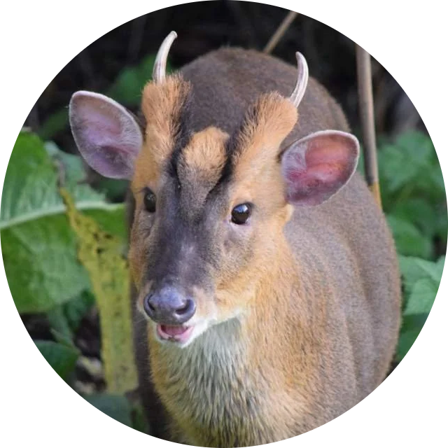 Reeves’s Muntjac
